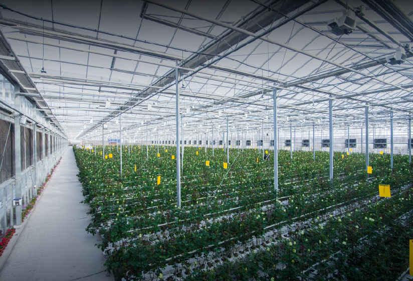 blog_image Commercial Greenhouse Market: Sustainable & Smart Farming